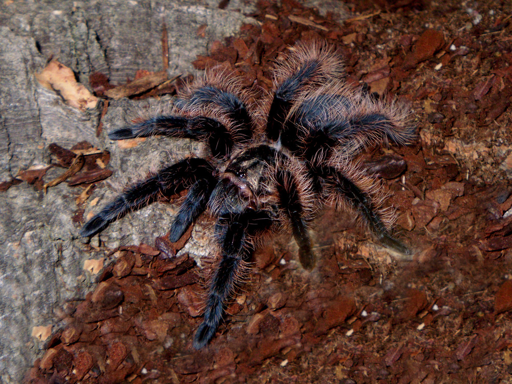 Brachypelma albopillosum