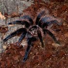 Brachypelma albopillosum