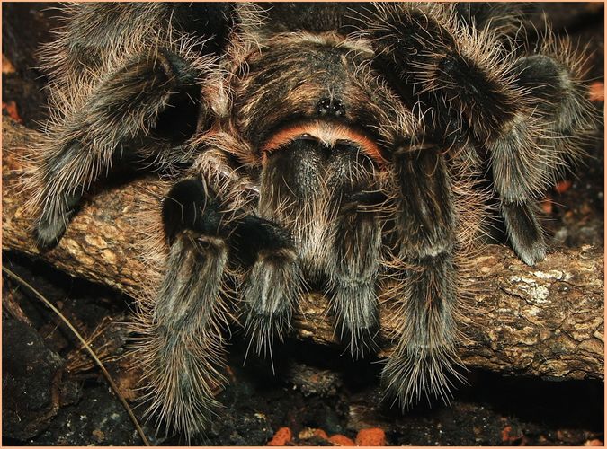 Brachypelma albopilosa