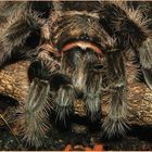 Brachypelma albopilosa