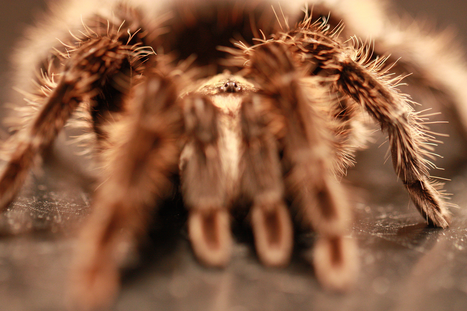 Brachypelma albopilosum