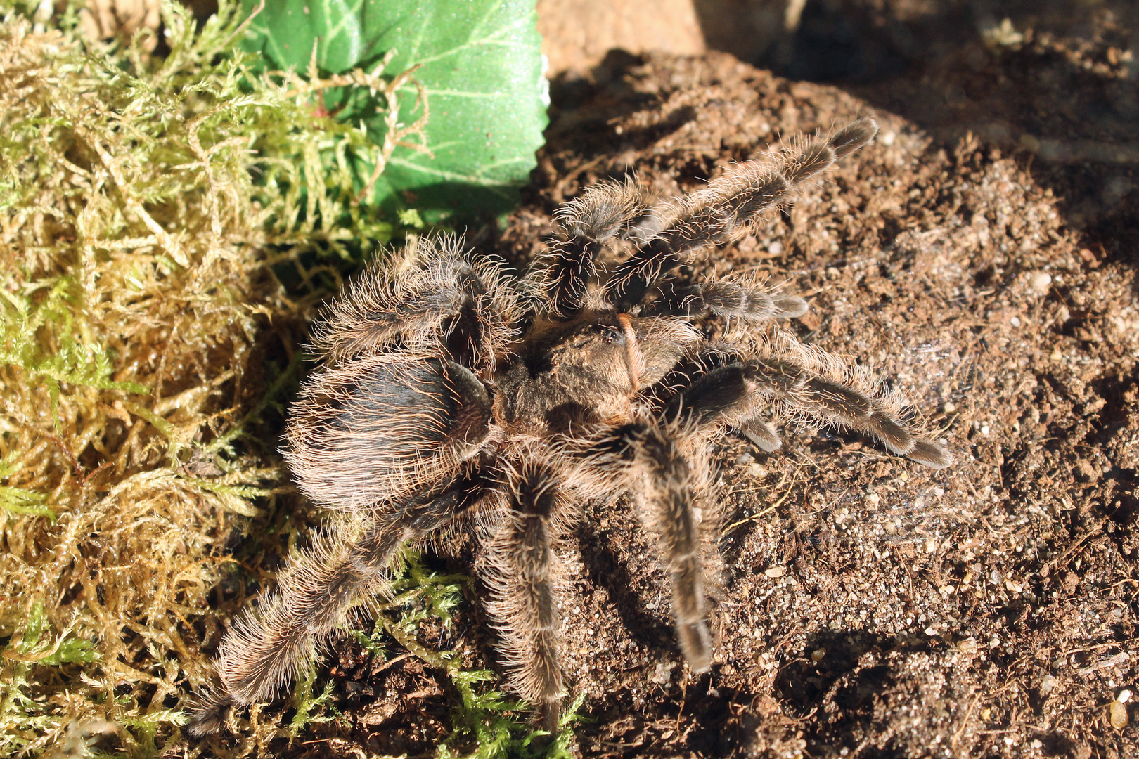 Brachypelma albopilosum