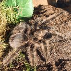 Brachypelma albopilosum