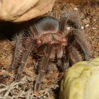 Brachypelma albopilosum (Kraushaarvogelspinne)