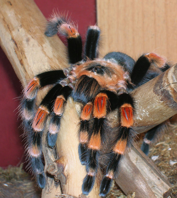 Brachypelma annitha 2