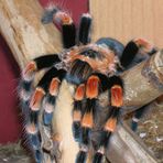 Brachypelma annitha 2