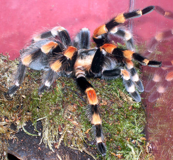 Brachypelma annitha