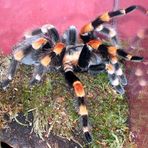 Brachypelma annitha