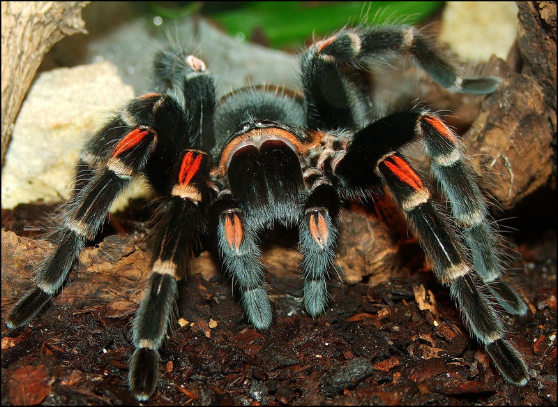 Brachypelma auratum