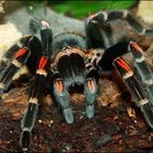 Brachypelma auratum