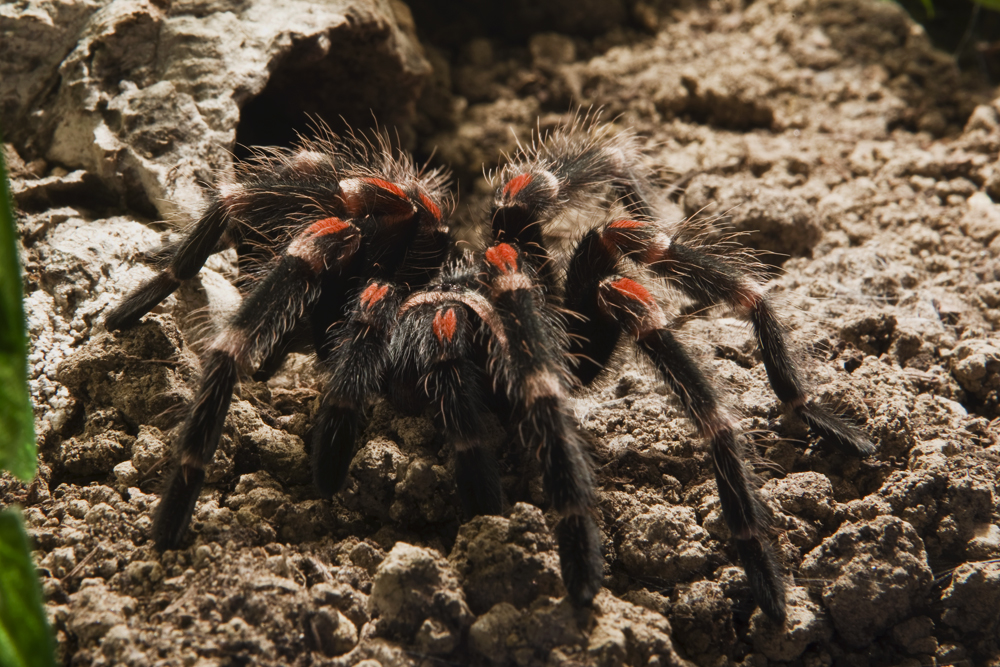 Brachypelma auratum