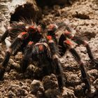 Brachypelma auratum