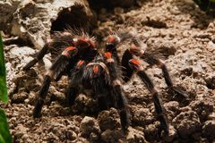 Brachypelma auratum