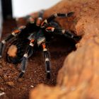 Brachypelma auratum