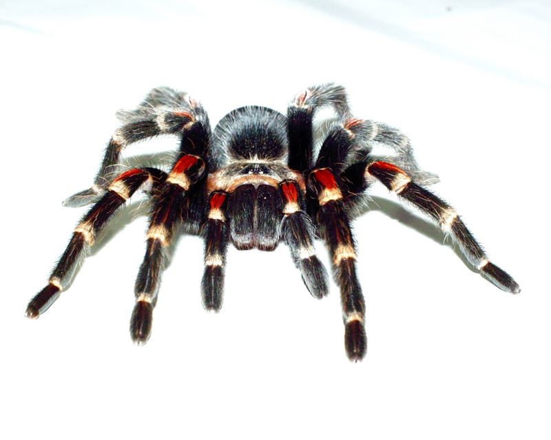 Brachypelma auratum