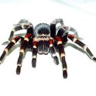 Brachypelma auratum