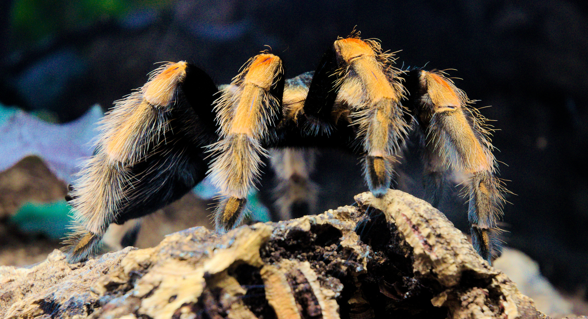 Brachypelma baumgarteni (Mexiko)