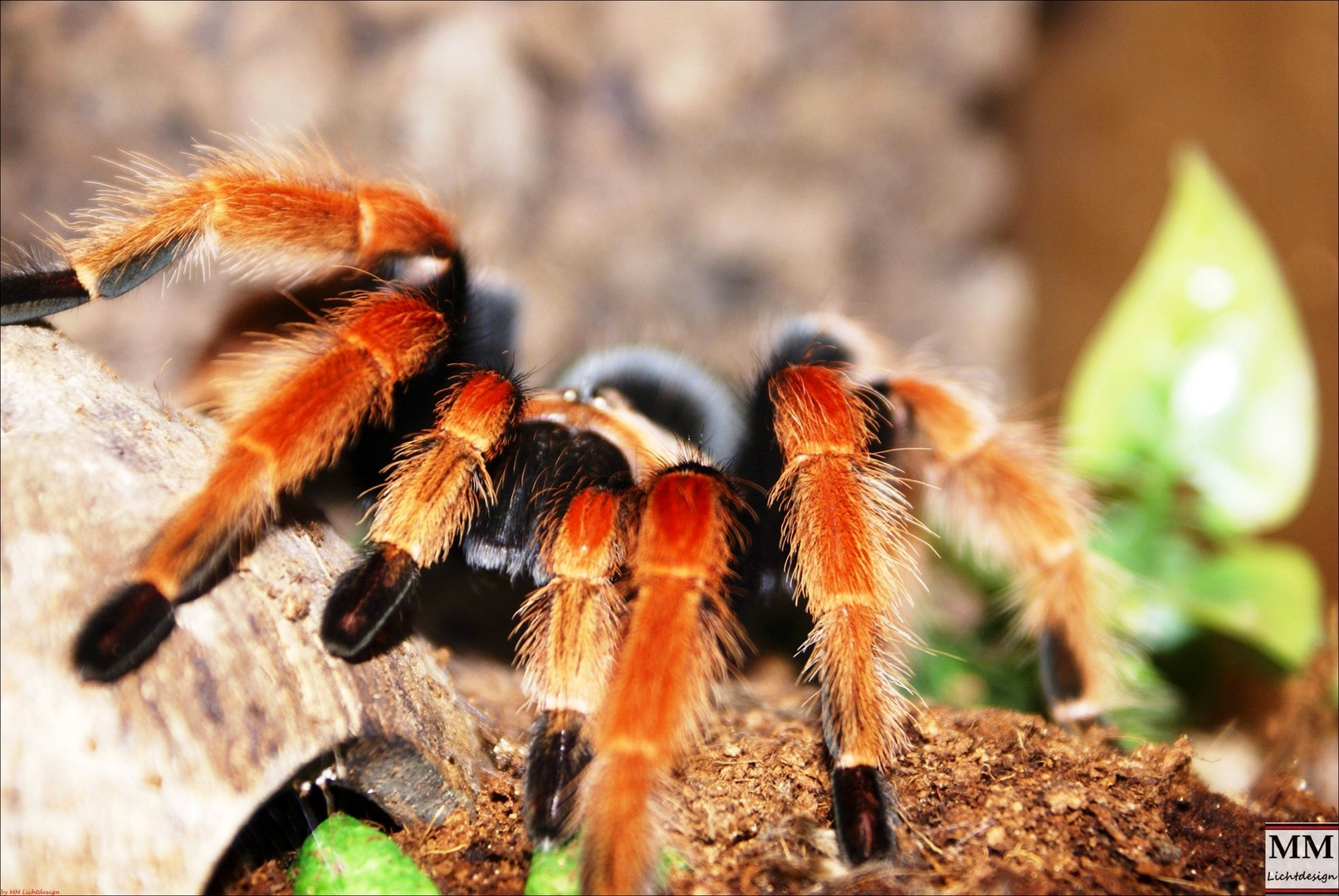 Brachypelma Boehmei