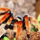 Brachypelma Boehmei