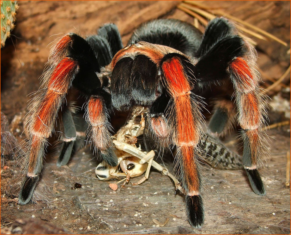 Brachypelma boehmei