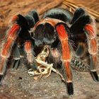 Brachypelma boehmei