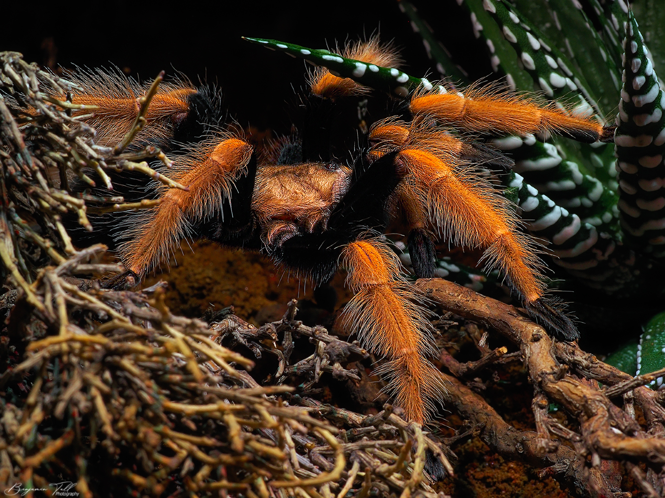 Brachypelma boehmei