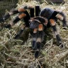 Brachypelma boehmei