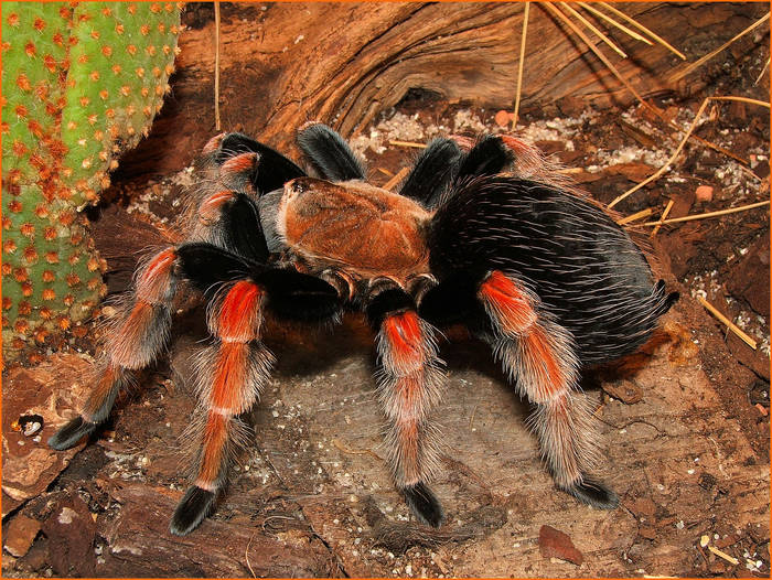 Brachypelma boehmei