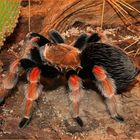 Brachypelma boehmei