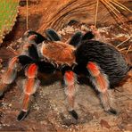 Brachypelma boehmei