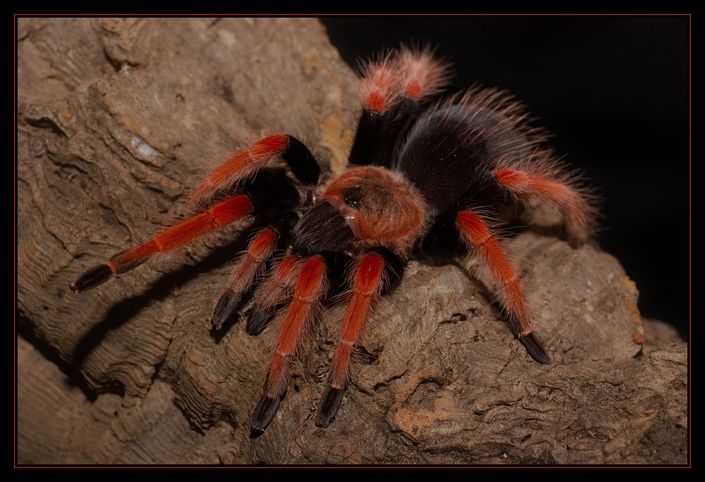 Brachypelma boehmei