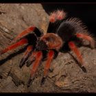 Brachypelma boehmei