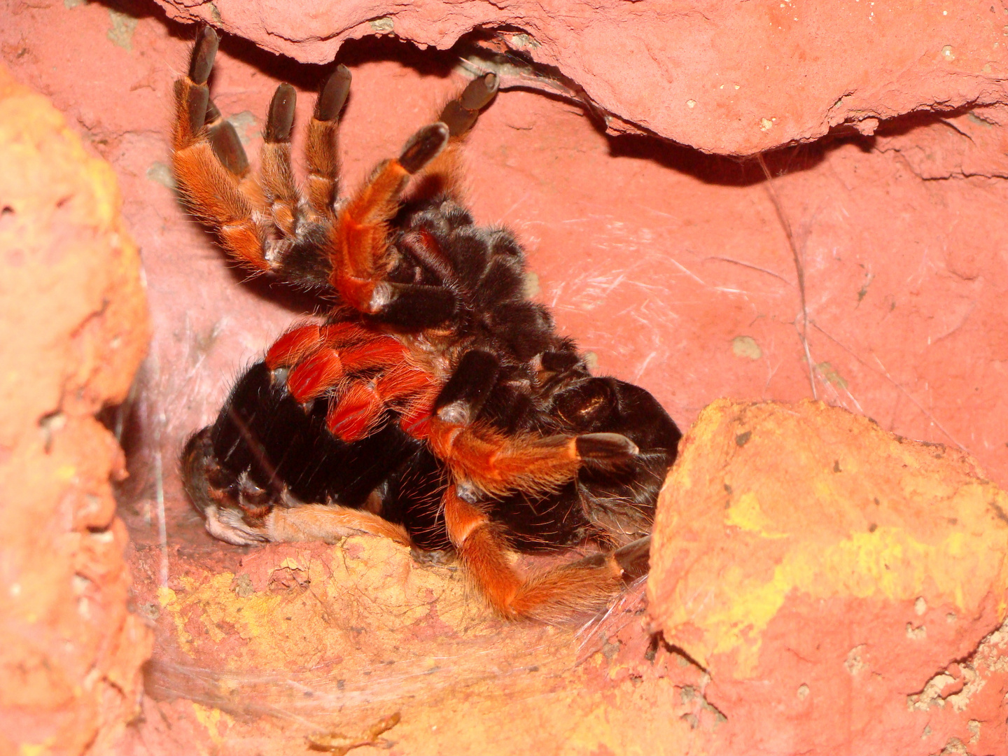 Brachypelma boehmei - Häutung