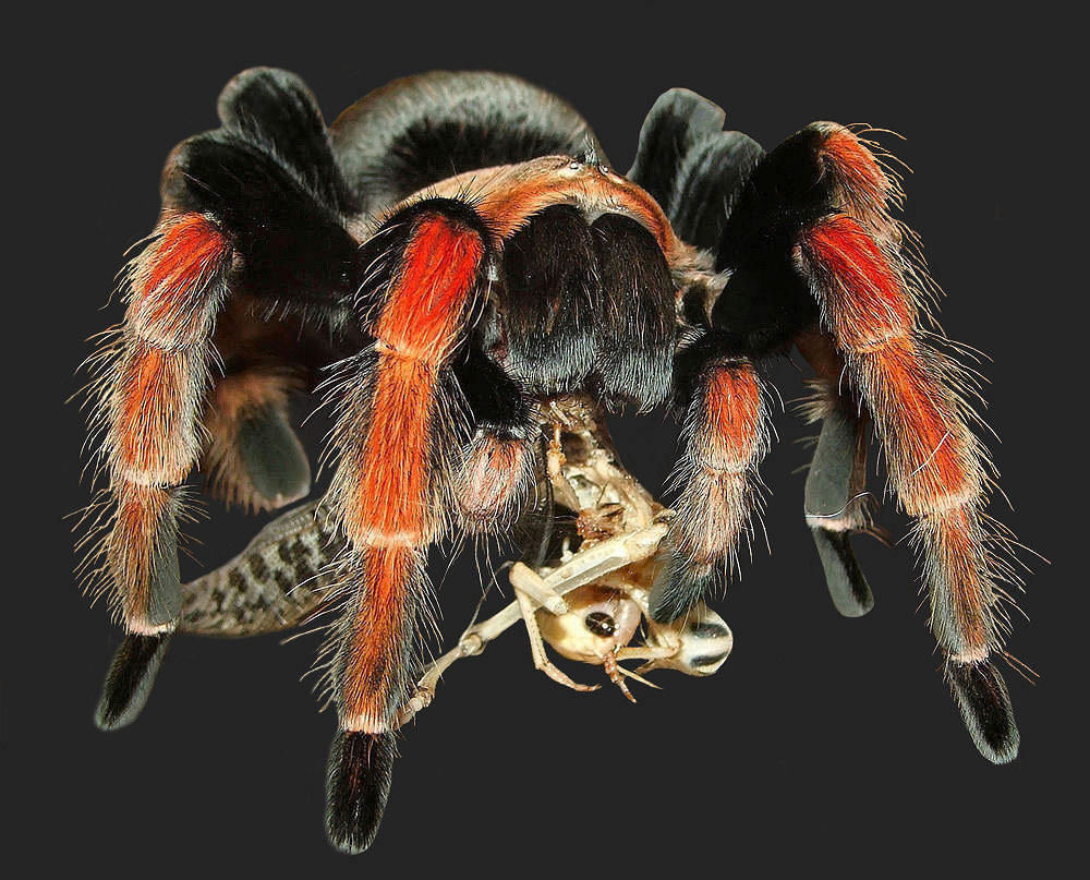 Brachypelma boehmei II