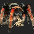 Brachypelma boehmei II