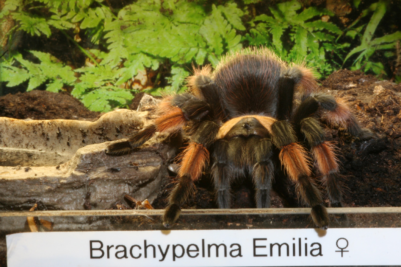 Brachypelma emilia