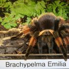 Brachypelma emilia