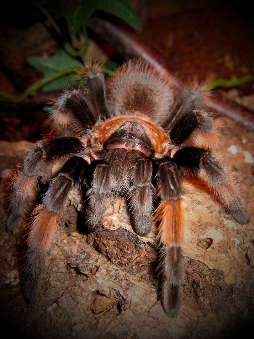 Brachypelma emilia