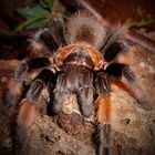 Brachypelma emilia