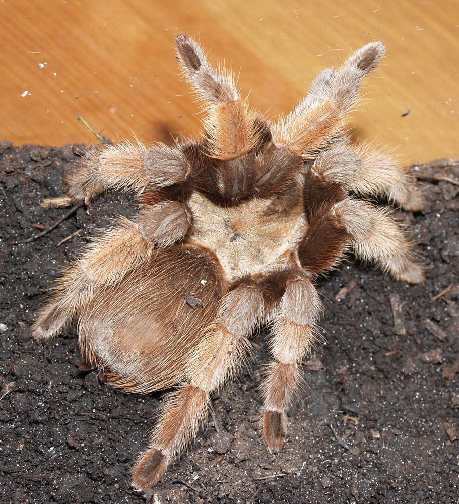 Brachypelma emilia