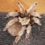 Brachypelma emilia