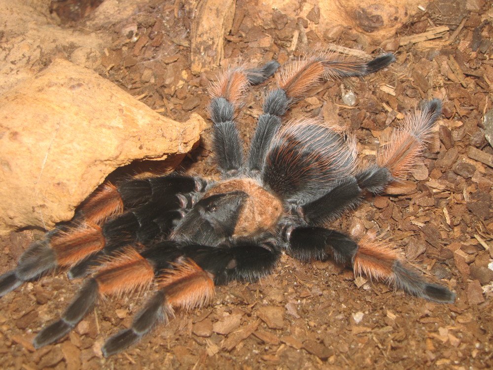 Brachypelma Emilia