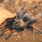 Brachypelma Emilia