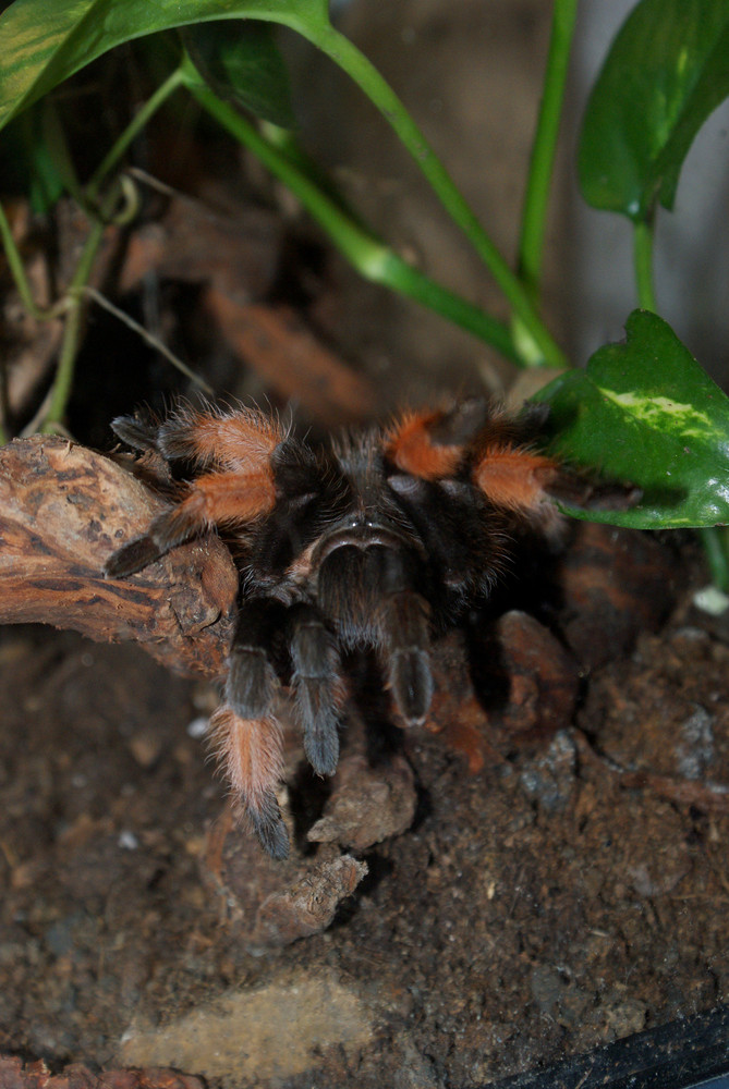 Brachypelma emilia