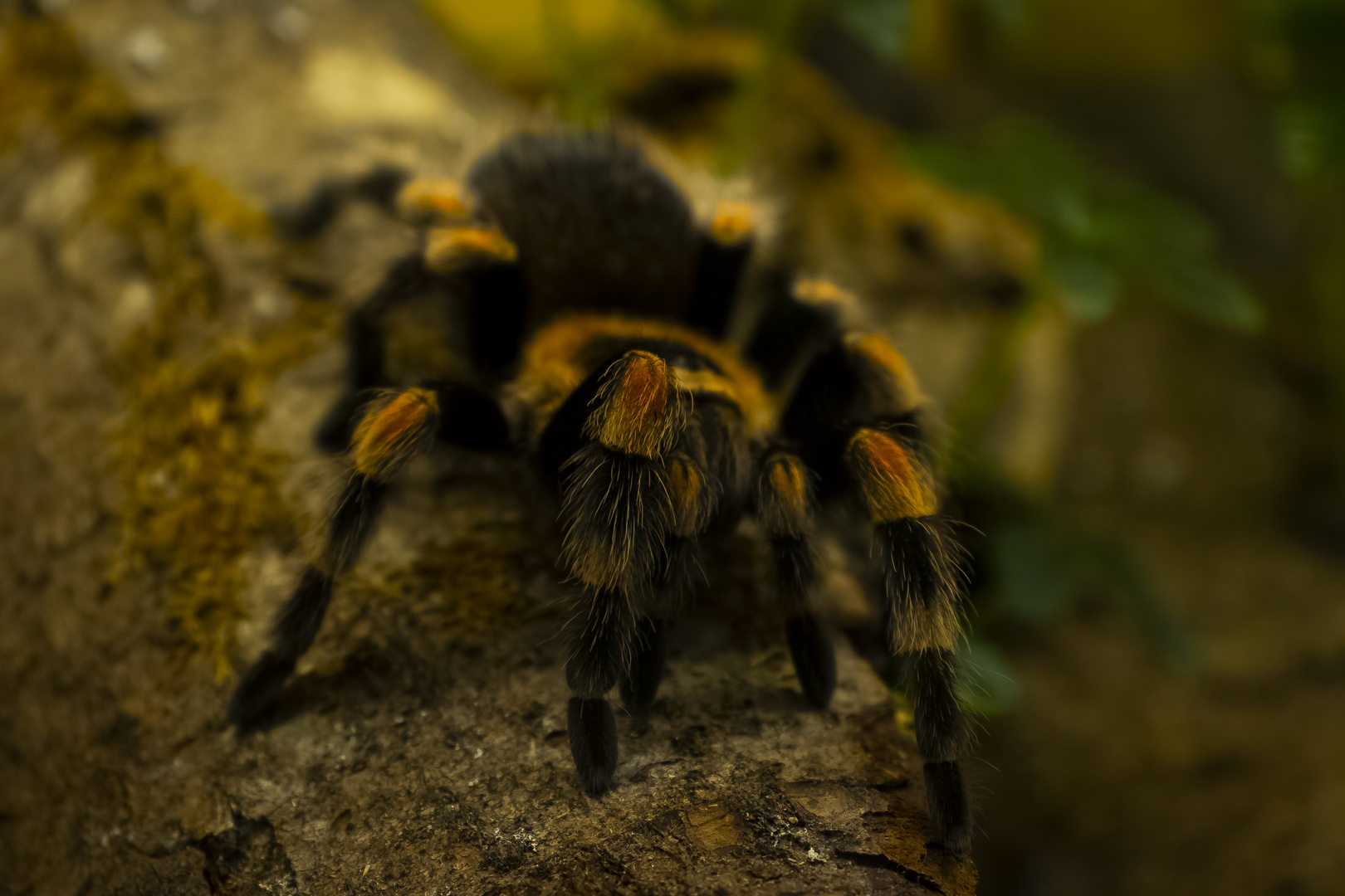 brachypelma hamorii Foto & Bild tiere, haustiere, terraristik Bilder