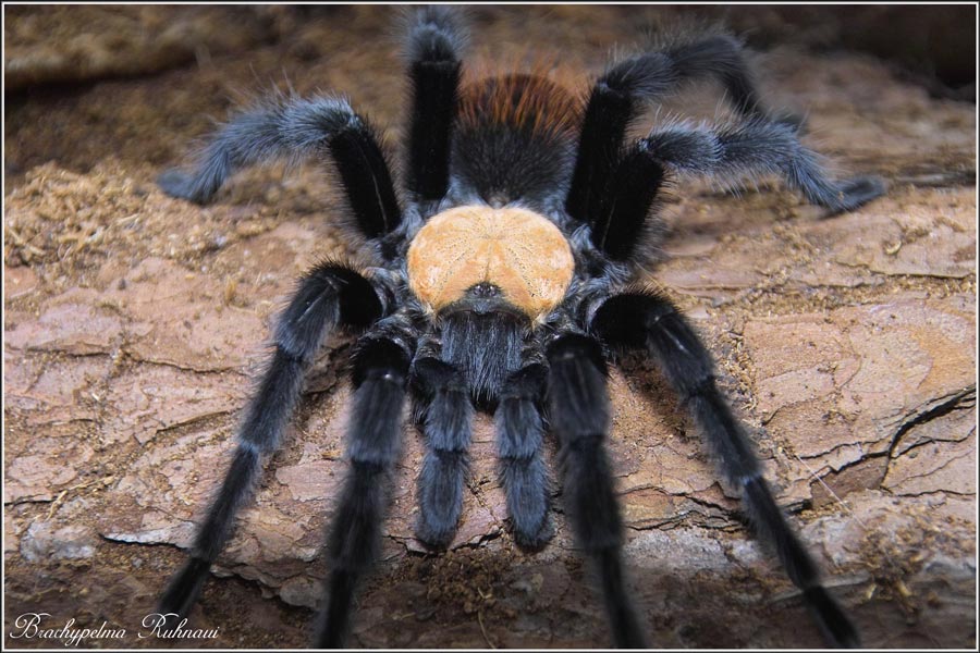 Brachypelma Ruhnaui