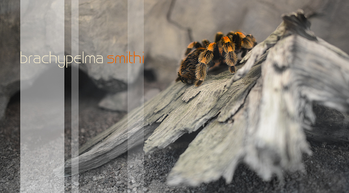 °brachypelma smithi°