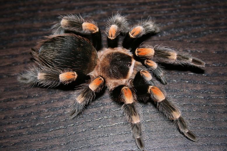 Brachypelma smithi