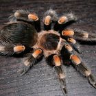 Brachypelma smithi