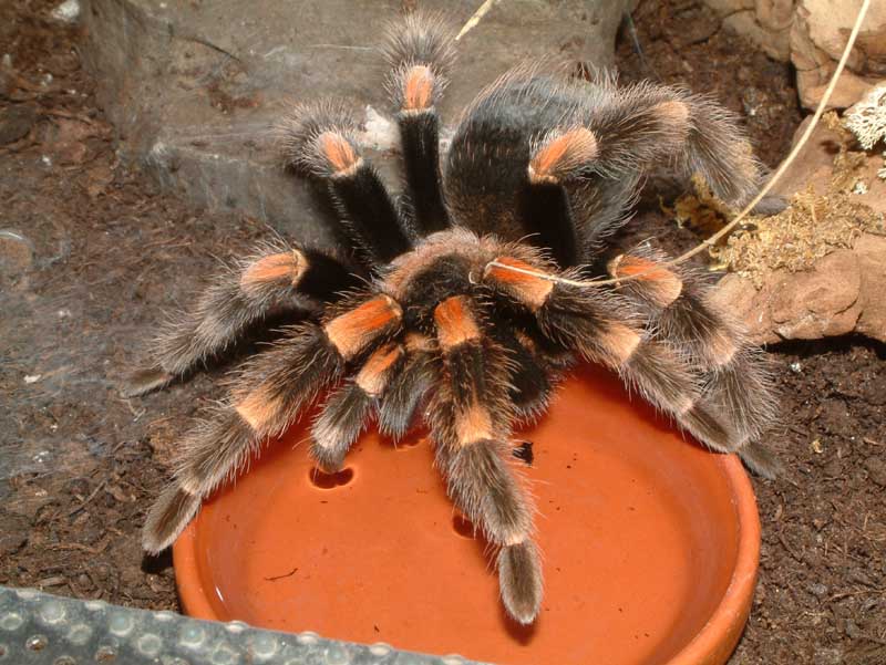 Brachypelma smithi 1.0